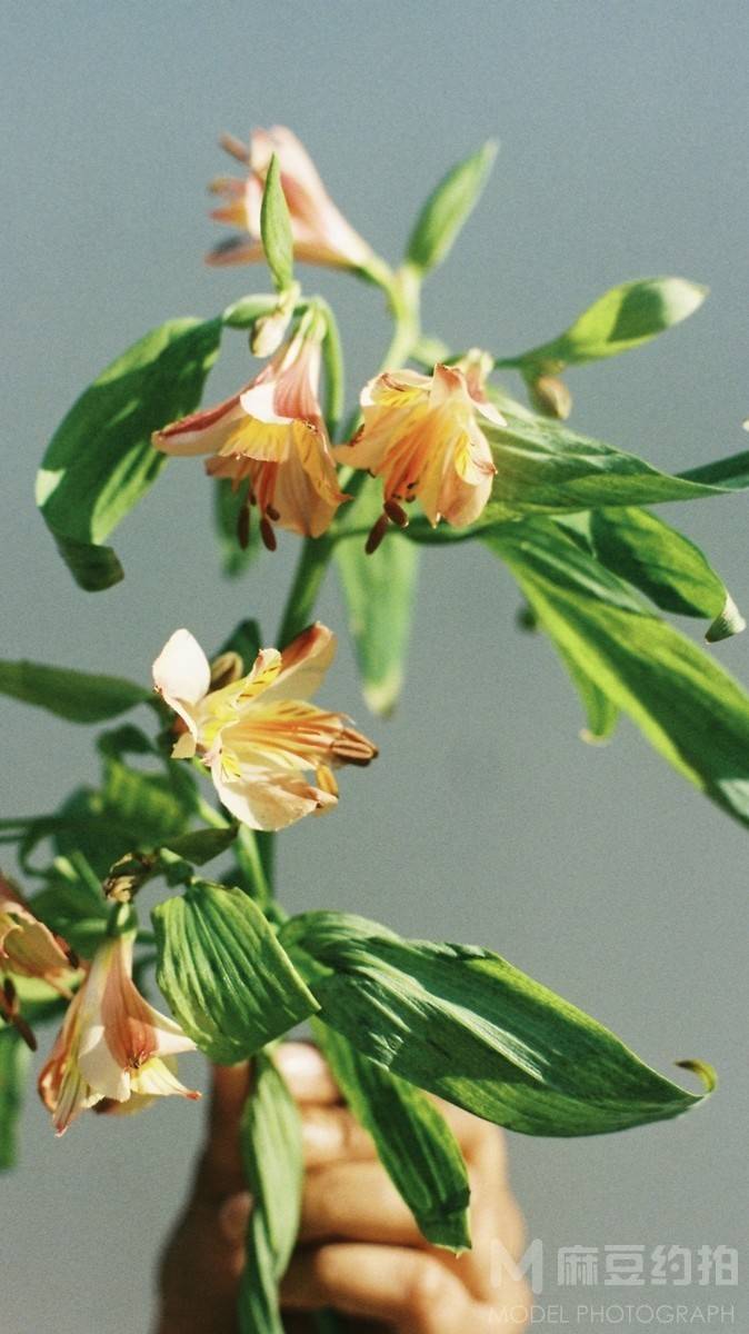 胶片模特