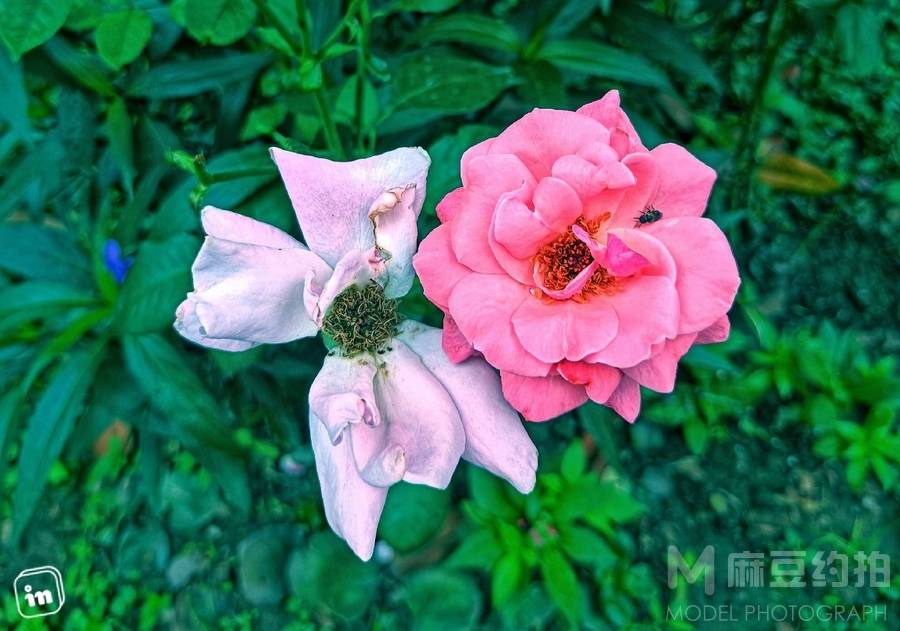 清新模特