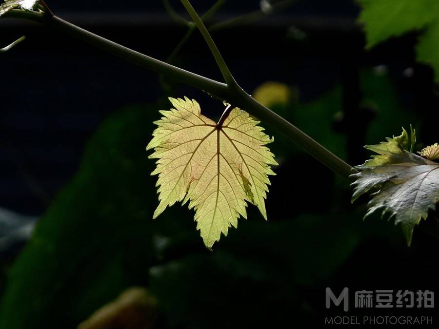 纪实模特