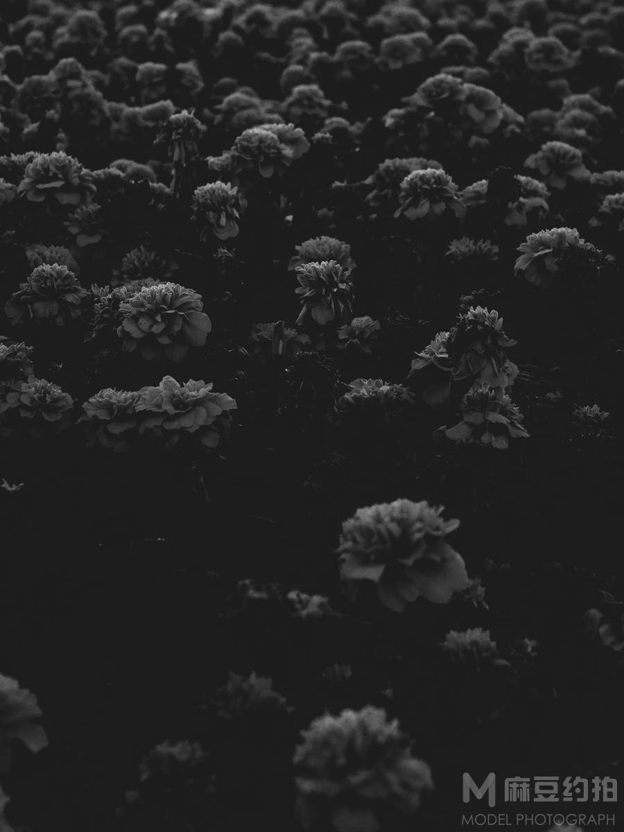 黑白模特
