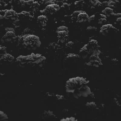 黑白模特