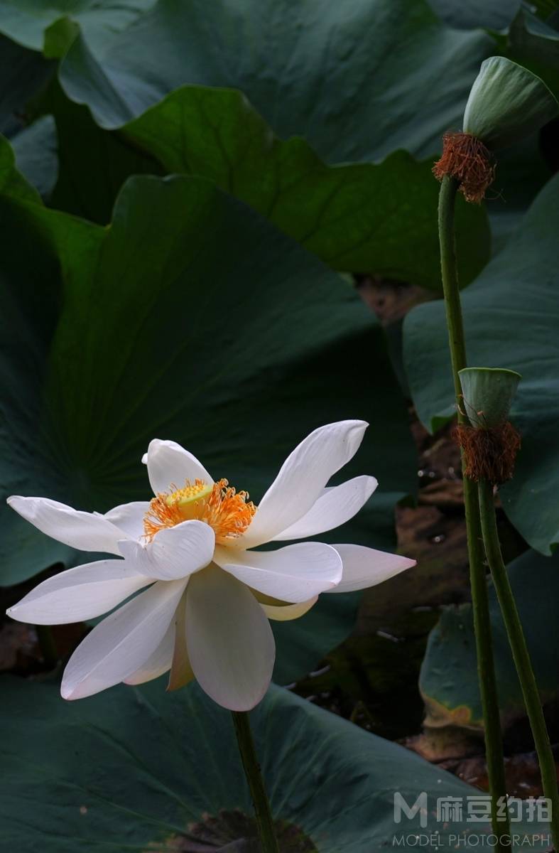 纪实模特