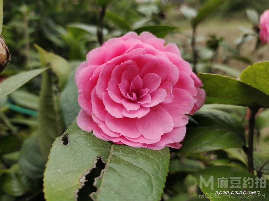 纪实模特