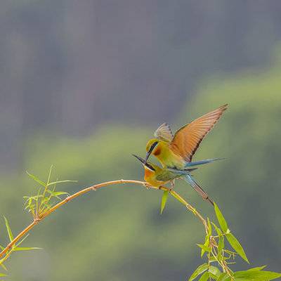 森系模特