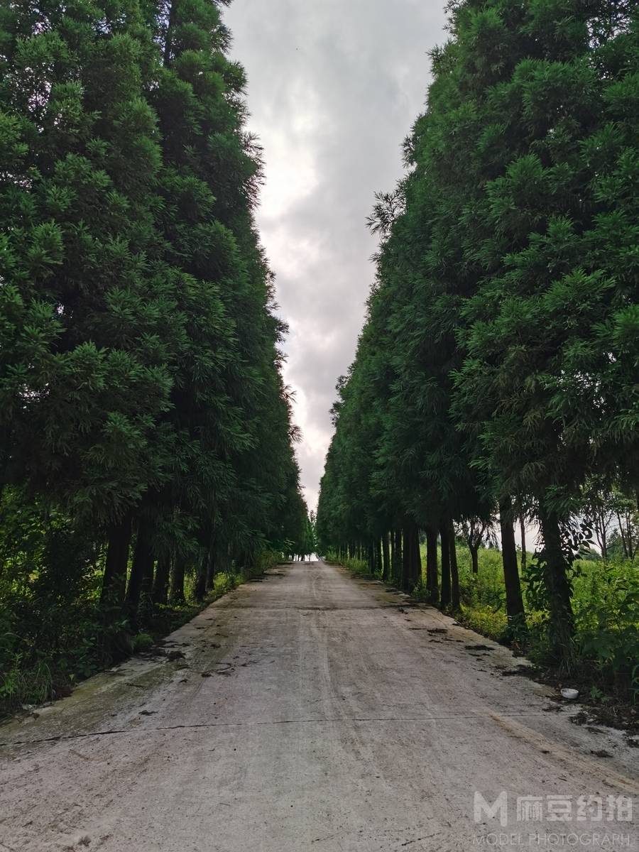 清新模特