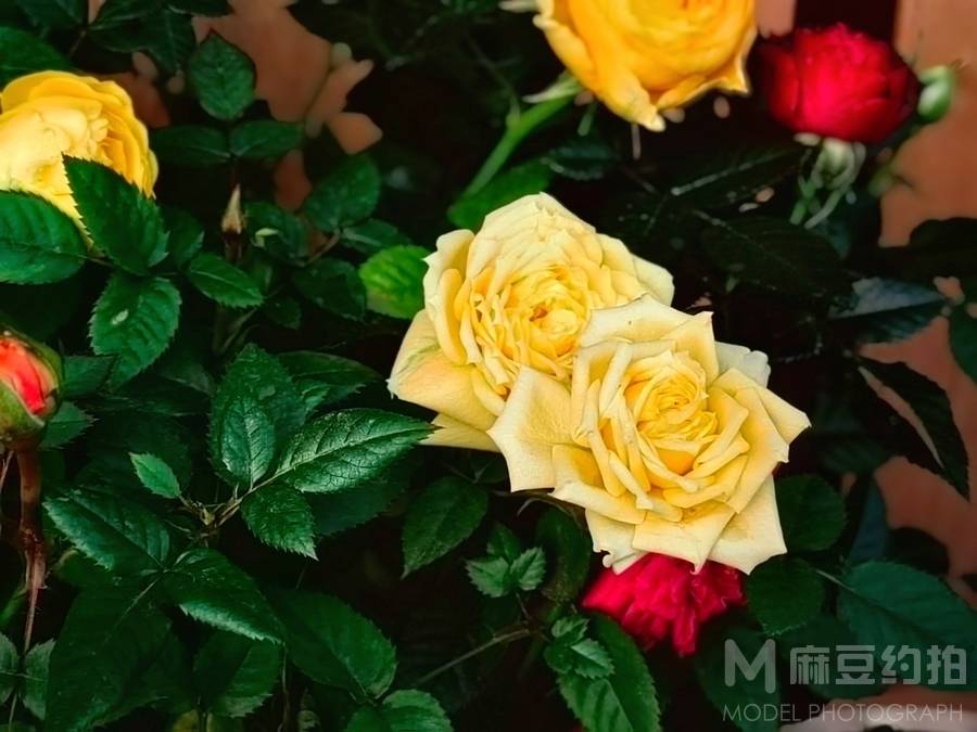 情侣模特