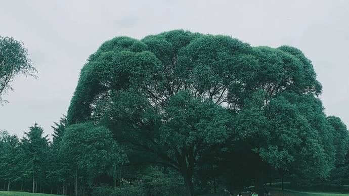 朝阳公园网红树