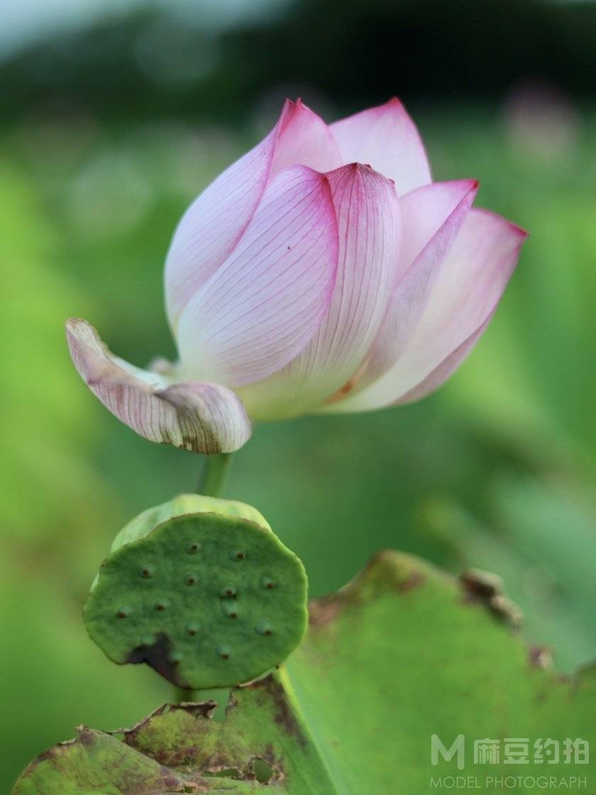 纪实模特