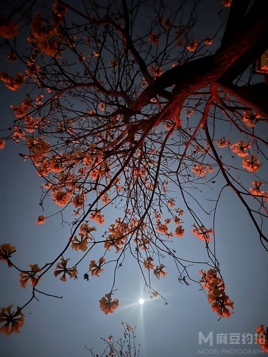 夜景模特
