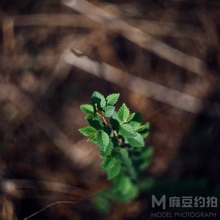 纪实模特