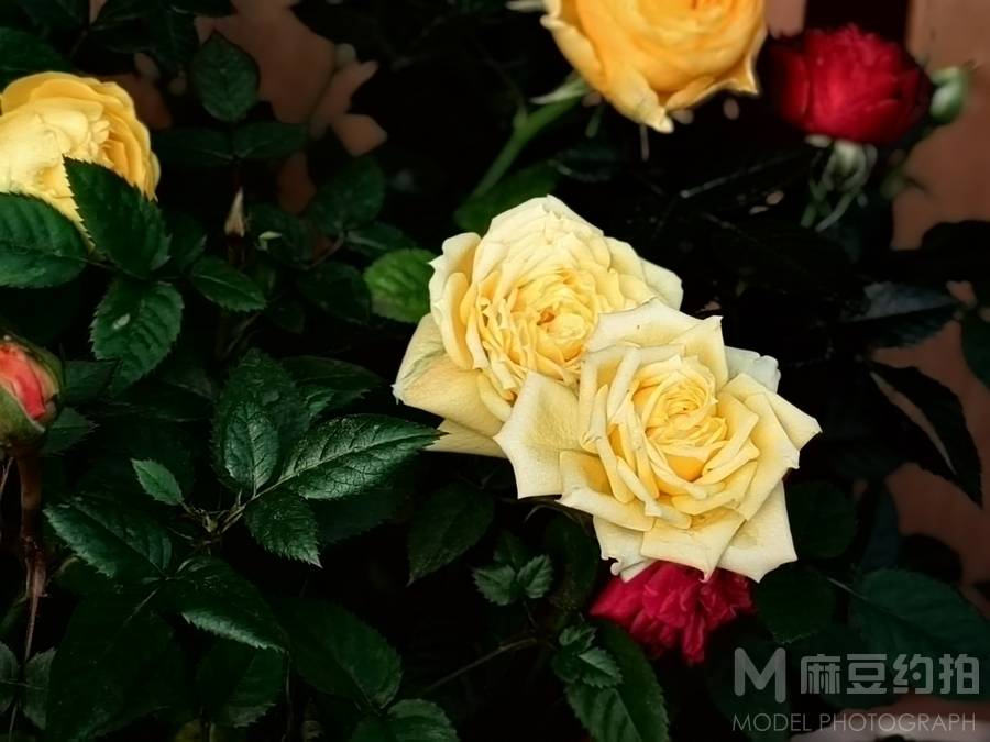 情侣模特