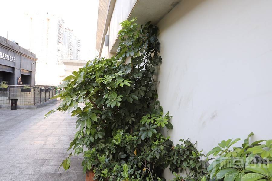 宝丽来模特