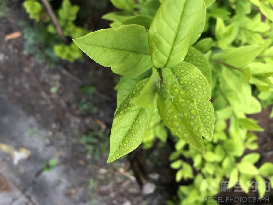 纪实模特