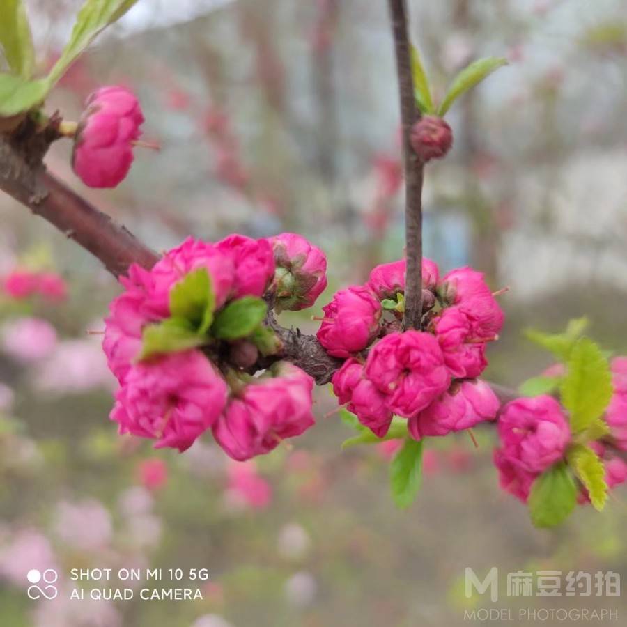 胶片模特