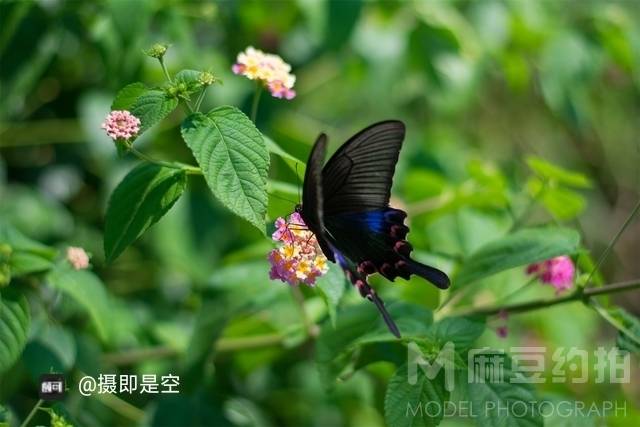 纪实模特