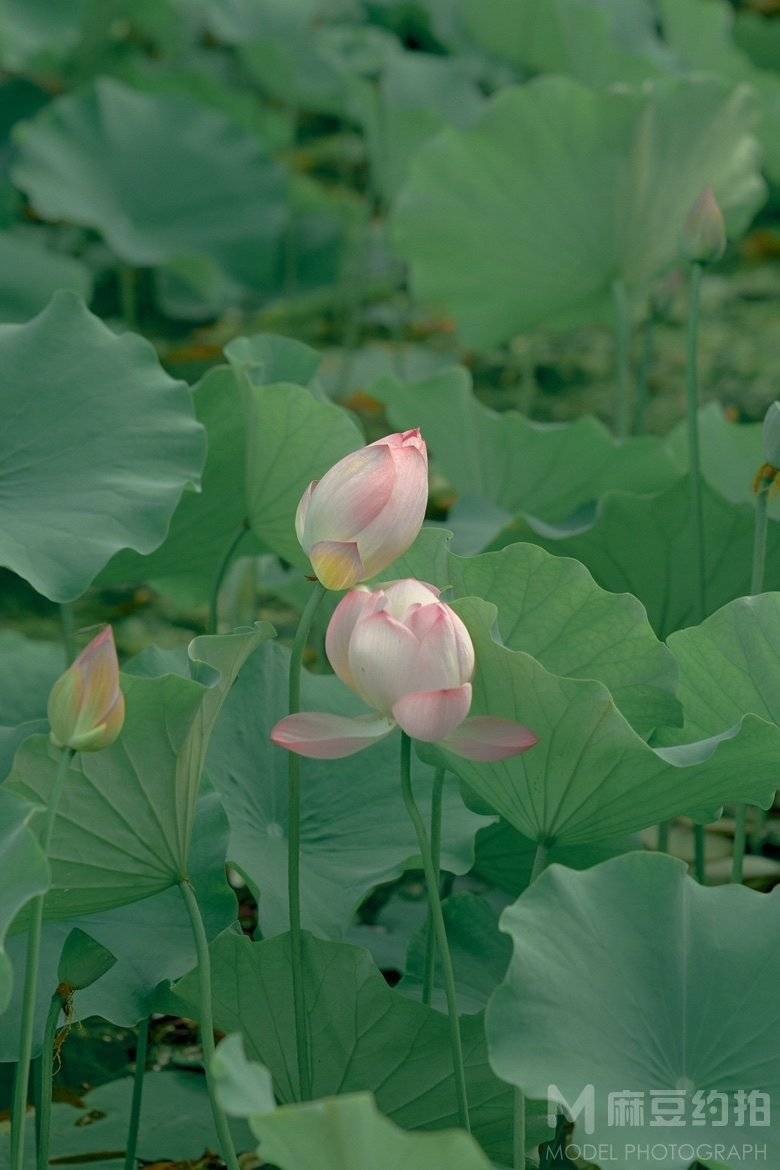 旗袍模特