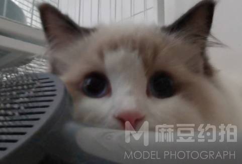 孕照模特