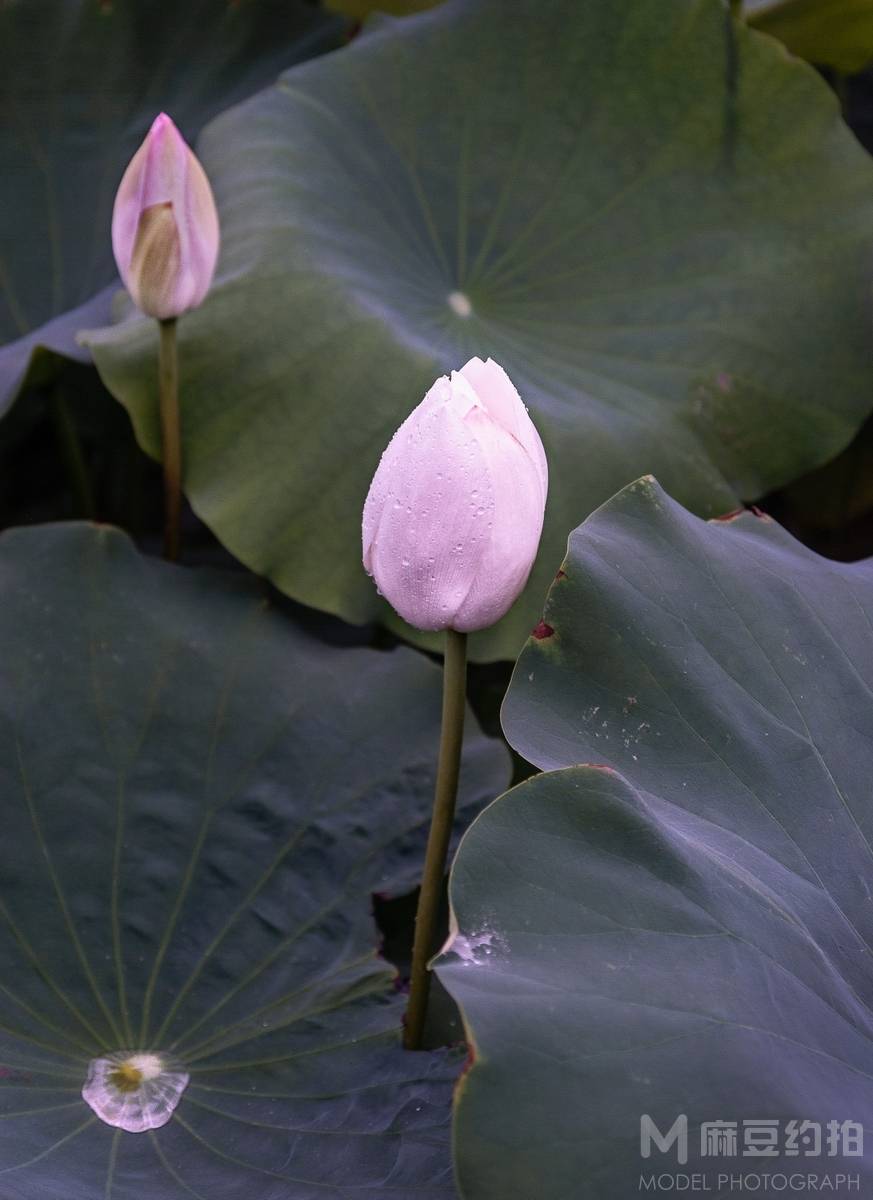 胶片模特