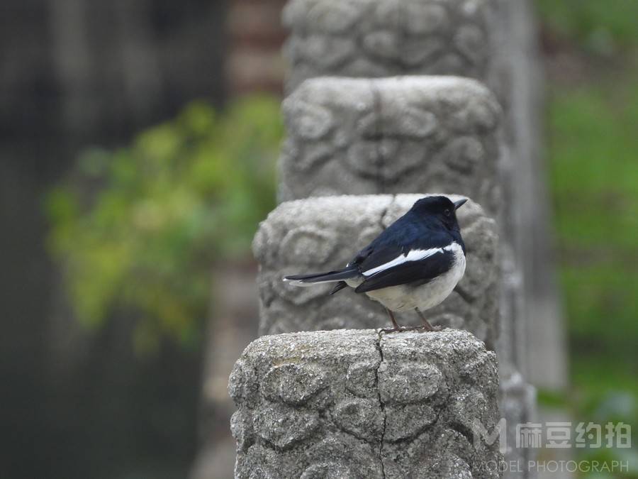 纪实模特