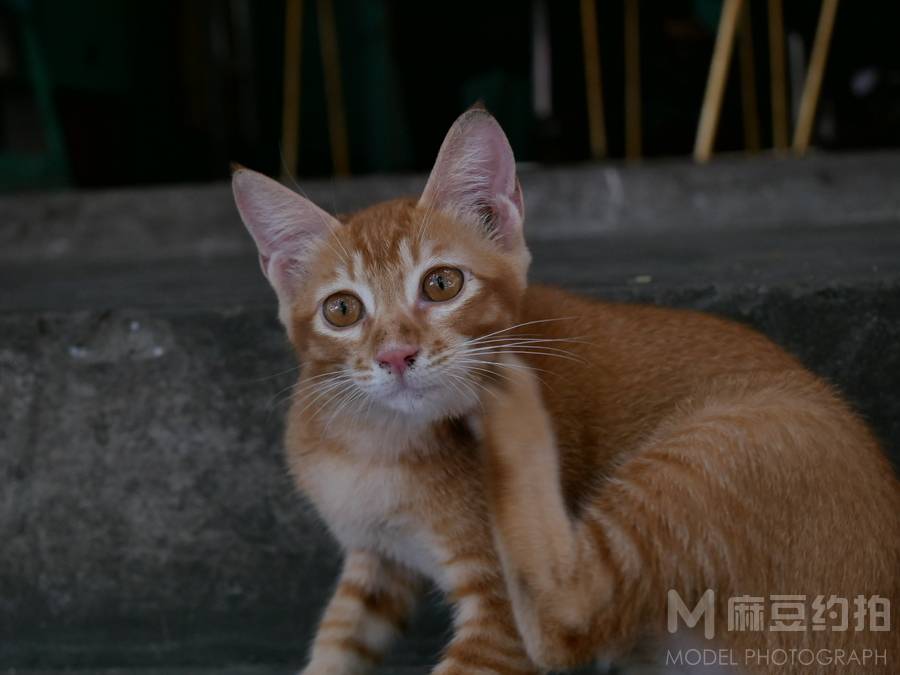 纪实模特