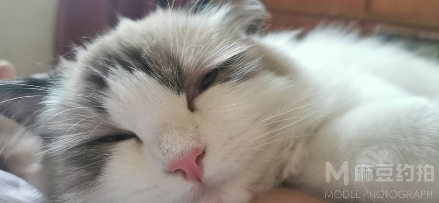 孕照模特