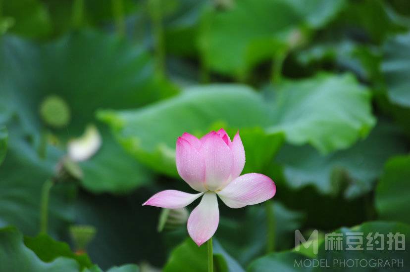 纪实模特