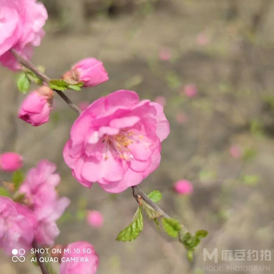 胶片模特
