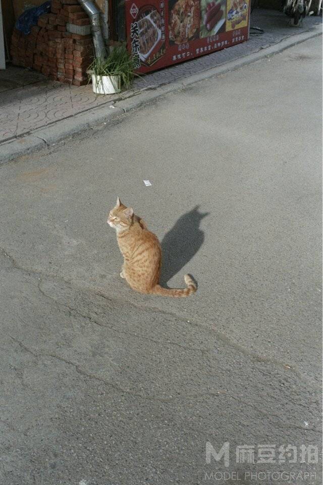 胶片模特