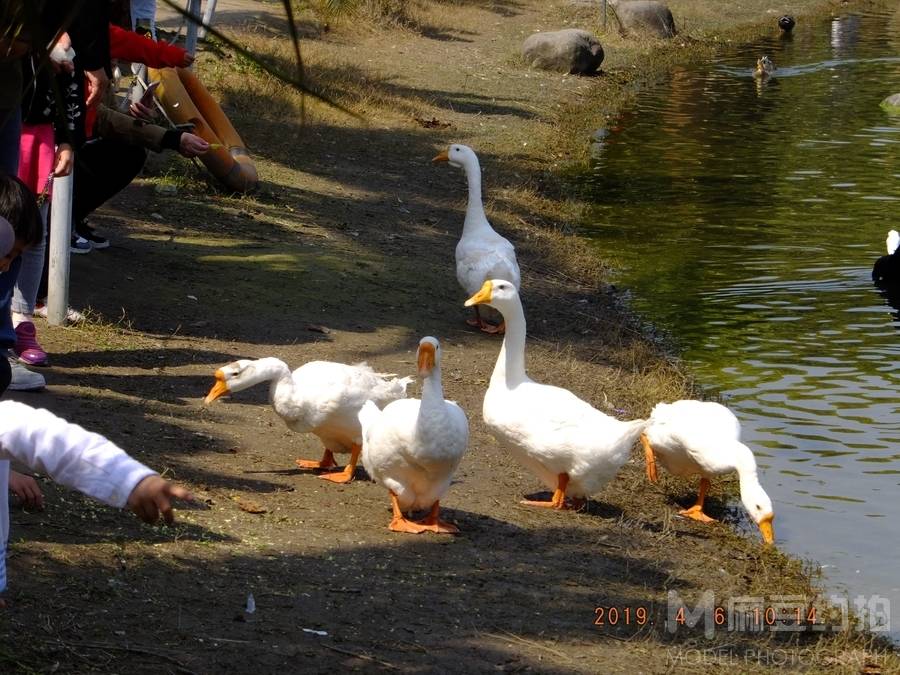 纪实模特