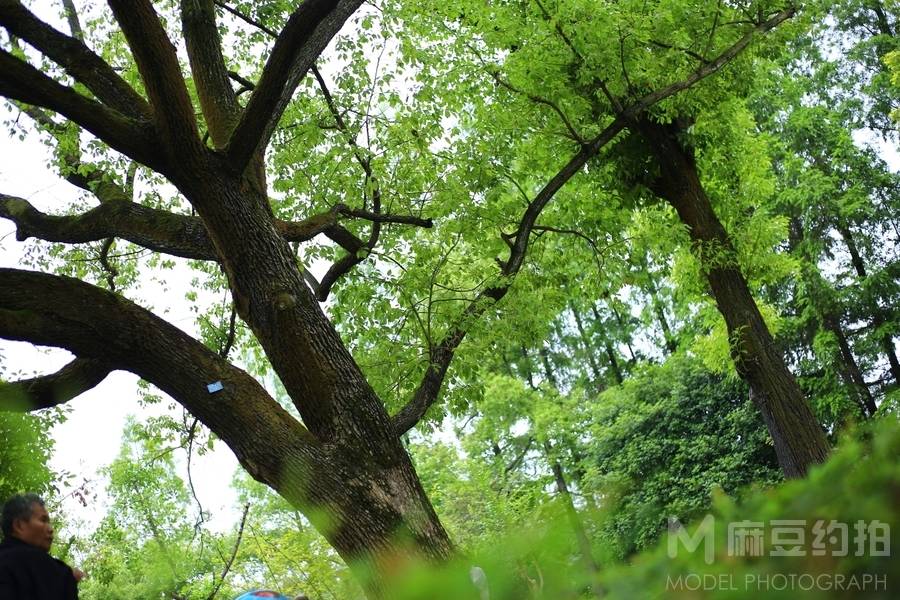 纪实模特