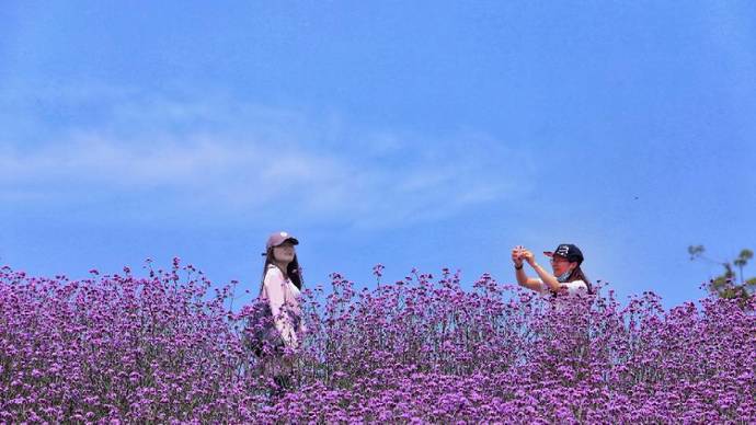 雪浪山薰衣草花园