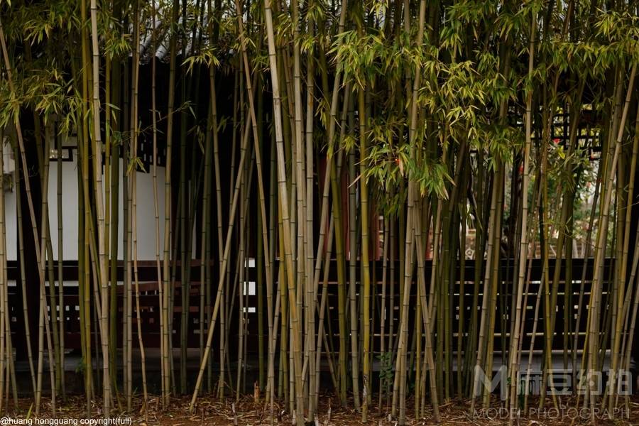 黑白模特