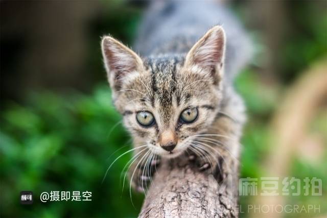 纪实模特