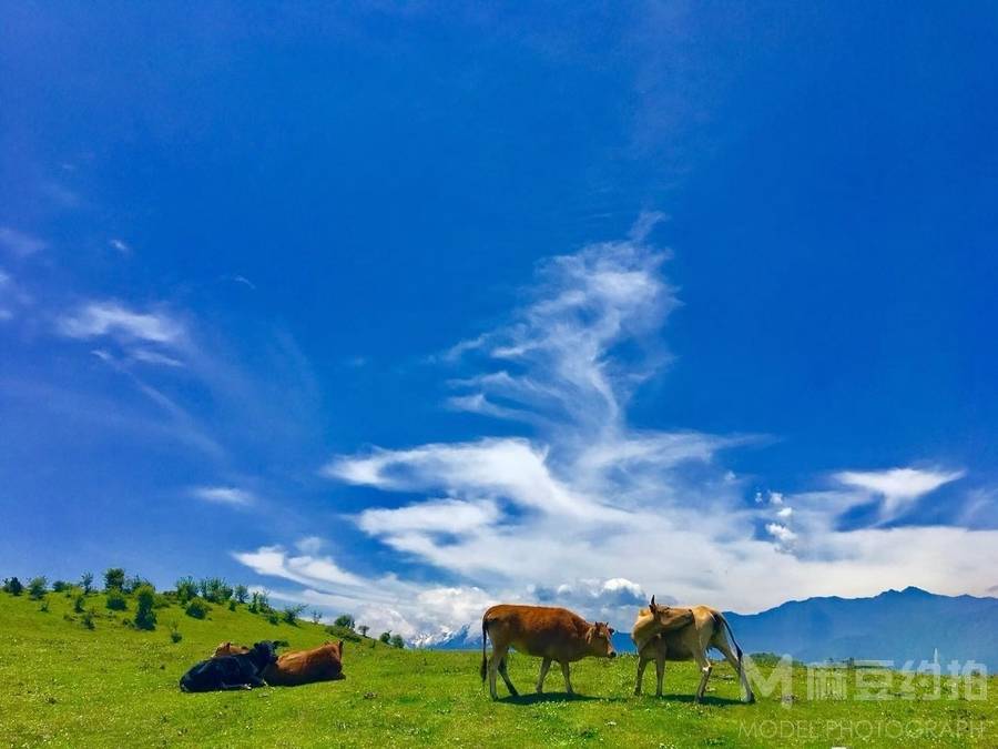 胶片模特