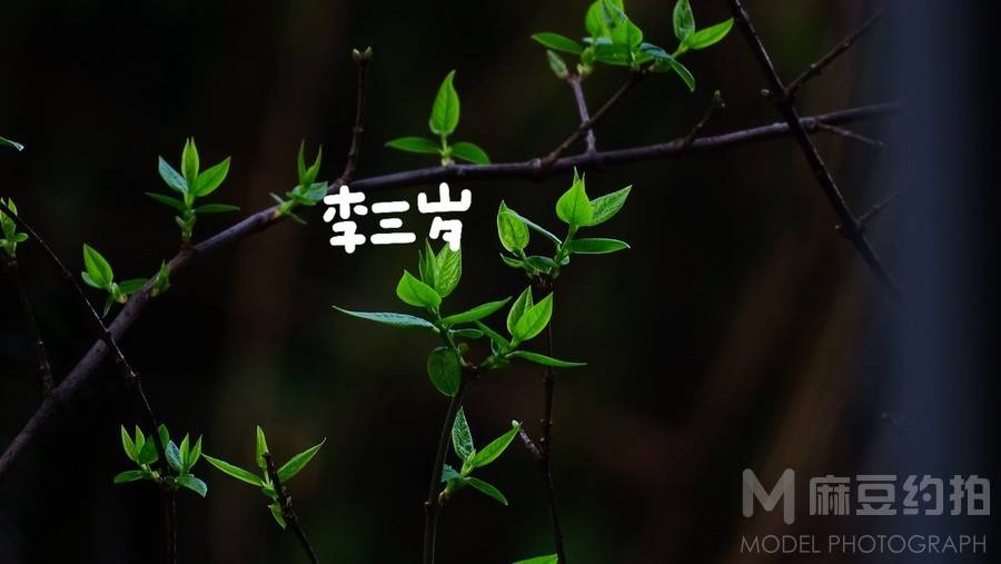 清新模特
