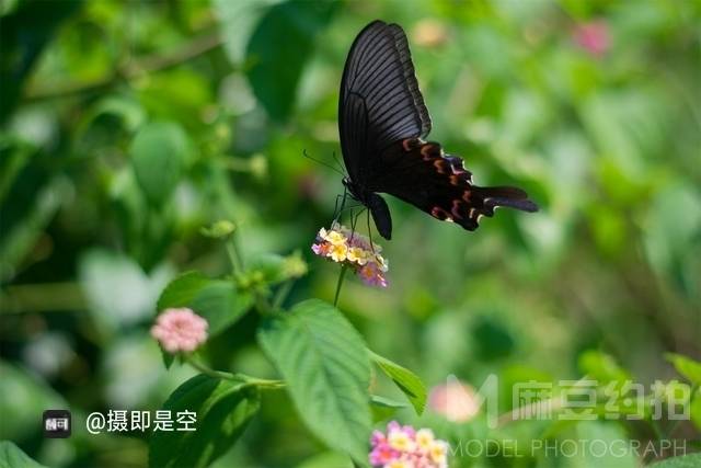 纪实模特