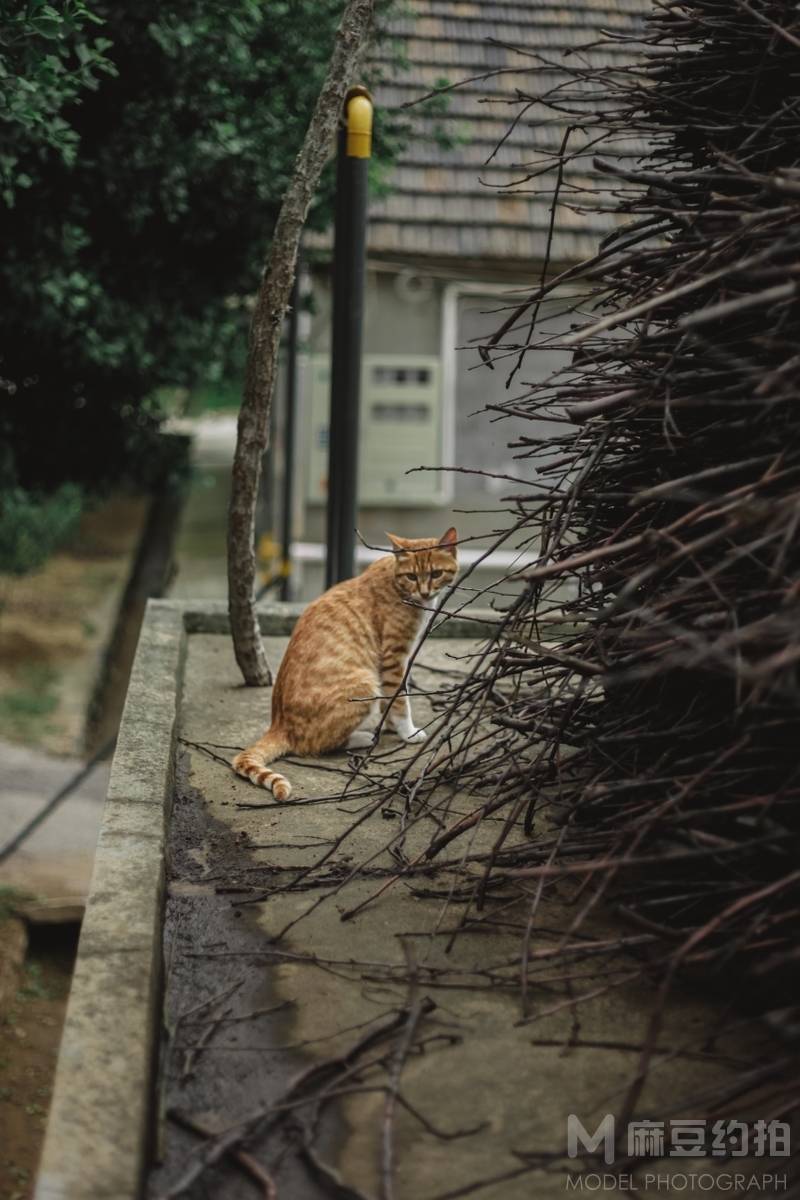 纪实模特