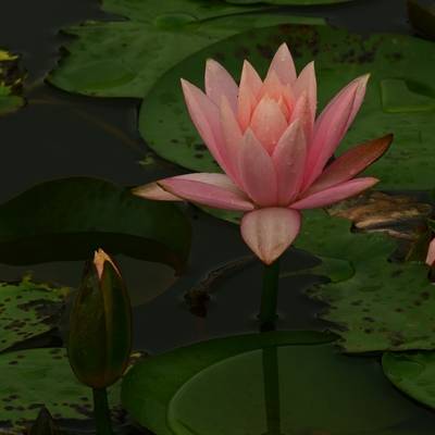 清新模特