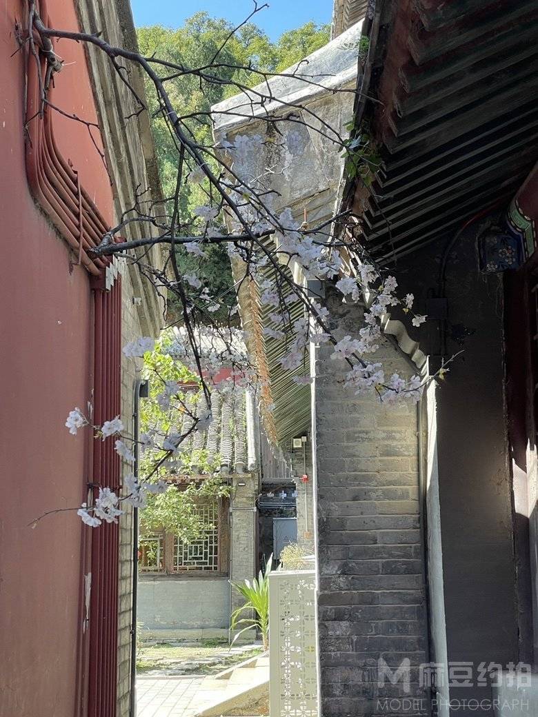 纪实模特