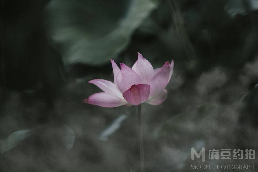 黑白模特