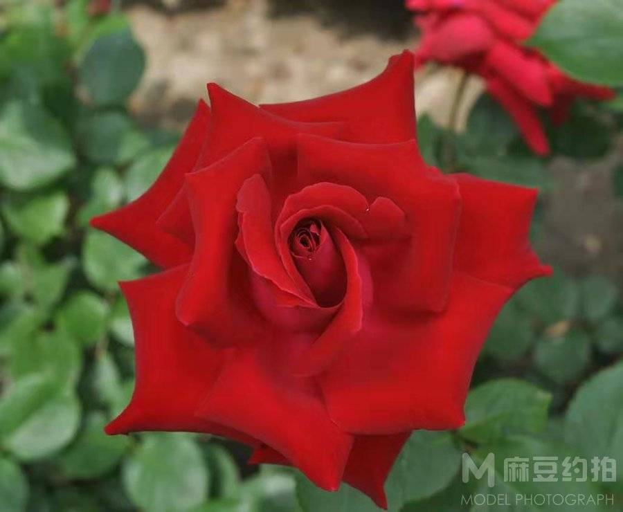 纪实模特