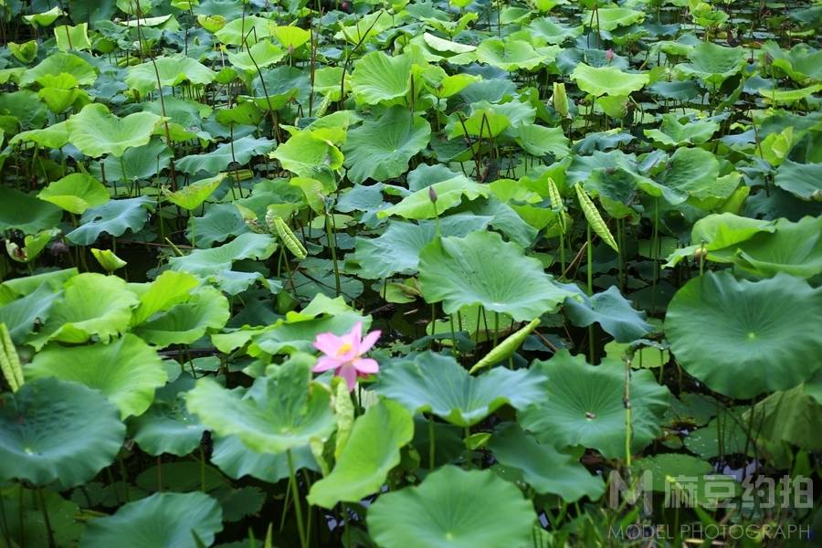 纪实模特