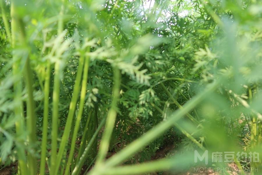纪实模特