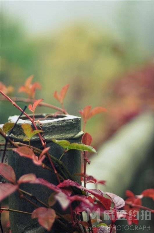 纪实模特