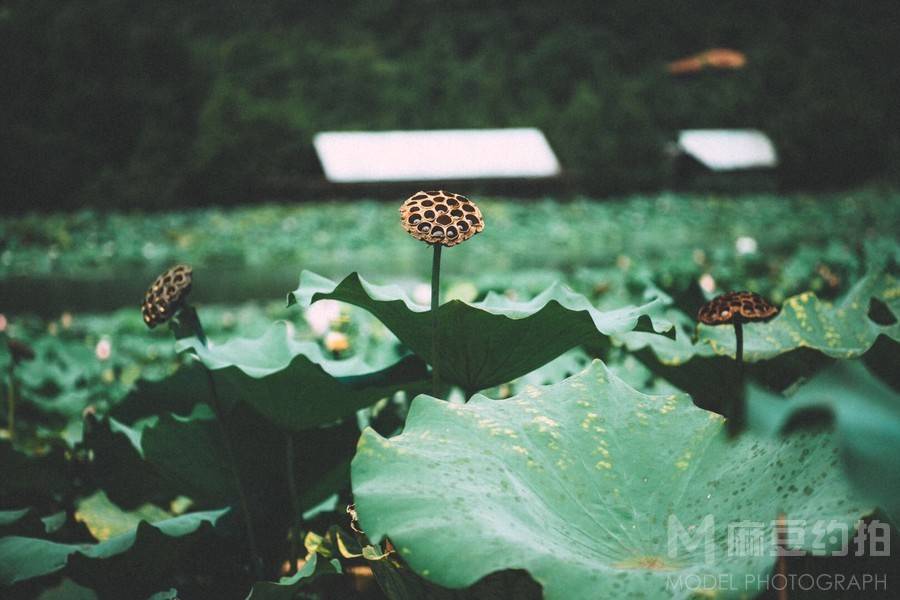 私房模特