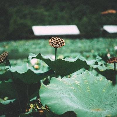 私房模特