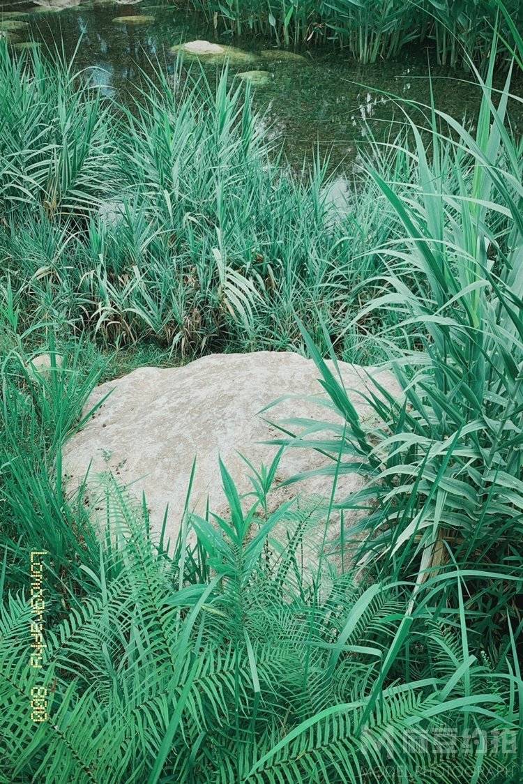 胶片模特