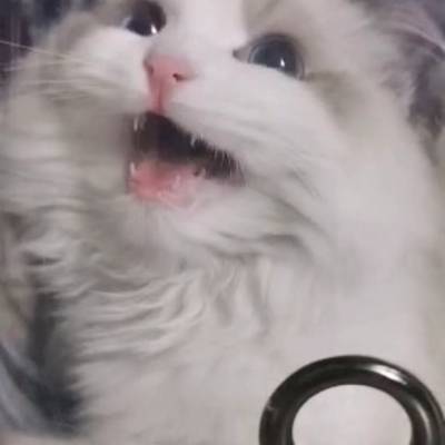 孕照模特