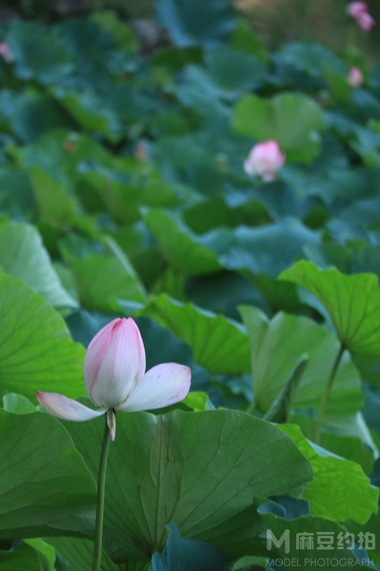 纪实模特