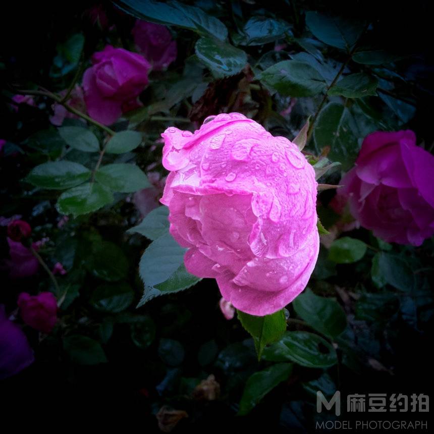 纪实模特